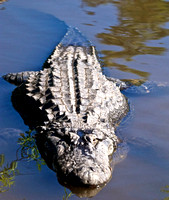 Gators/American Crocs