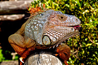 Iguana's
